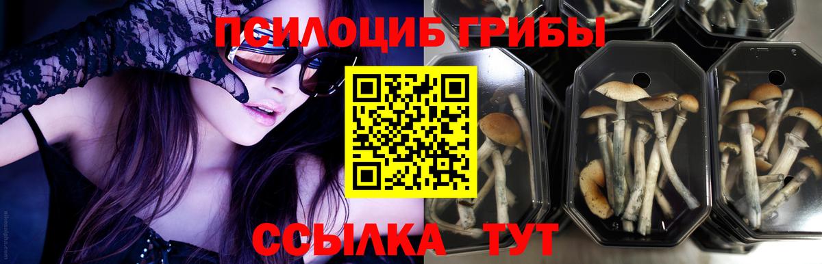 Галлюциногенные грибы Psilocybine cubensis  Псилоцибиновые грибы мухоморы  Ангарск 